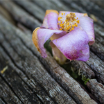 gallery-blog-image